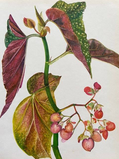 Framed Vintage Tropical Botanical Print, Pink Flower, Old Book Plate, Nature Inspired Prints, Hanging, Bright Wall Art, Gallery Wall Decor, Foliage Prints