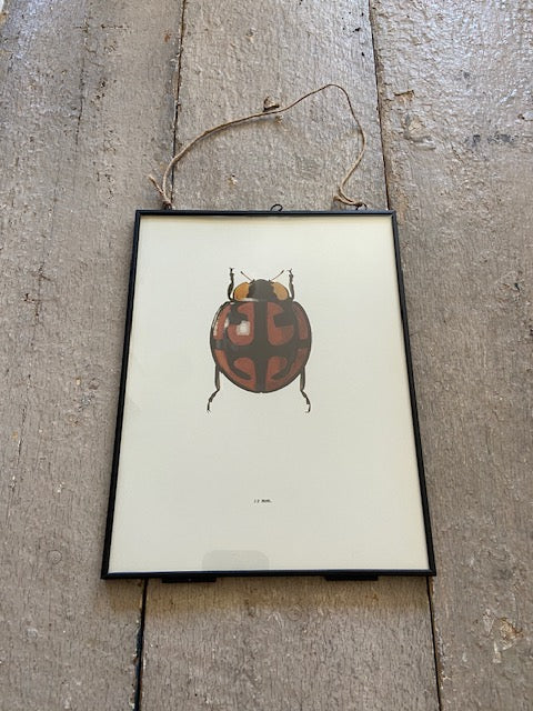 Vintage Red Bug Print, Vintage Book Plate, Beetle Print, Bug, Print, Framed Art, Botanical, Bugs, Butterfly Art, , Nature Print, Wall Art