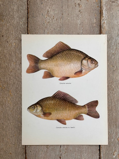 Vintage Fish Print, Common CARP, Original Colour 1960s Lithograph, Nature Print, Hanging, Sustainable, Gallery Art, Unframed Wall Art Print, Nature Inspired Gift, Home Decor