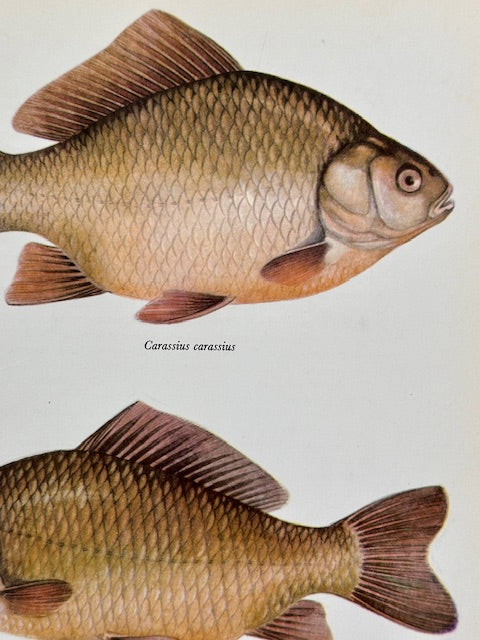 Vintage Fish Print, Common CARP, Original Colour 1960s Lithograph, Nature Print, Hanging, Sustainable, Gallery Art, Unframed Wall Art Print, Nature Inspired Gift, Home Decor