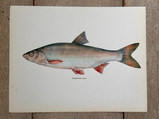 Vintage Fish Print, Original Colour 1960s Lithograph, Nature Print, Hanging, Sustainable, Gallery Art, Unframed Wall Art Print, Nature Inspired Gift, Home Decor