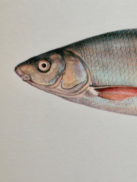 Vintage Fish Print, Original Colour 1960s Lithograph, Nature Print, Hanging, Sustainable, Gallery Art, Unframed Wall Art Print, Nature Inspired Gift, Home Decor