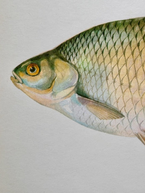 Vintage Fish Print, Rapfen, Original Colour 1960s Lithograph, Nature Print, Hanging, Sustainable, Gallery Art, Unframed Wall Art Print, Nature Inspired Gift, Home Decor,