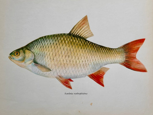 Vintage Fish Print, Rapfen, Original Colour 1960s Lithograph, Nature Print, Hanging, Sustainable, Gallery Art, Unframed Wall Art Print, Nature Inspired Gift, Home Decor,