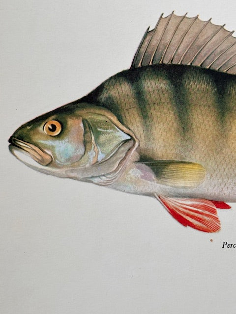 Vintage Fish Print, ROCH, Original Colour 1960s Lithograph, Nature Print, Hanging, Sustainable, Gallery Art, Unframed Wall Art Print, Nature Inspired Gift, Home Decor