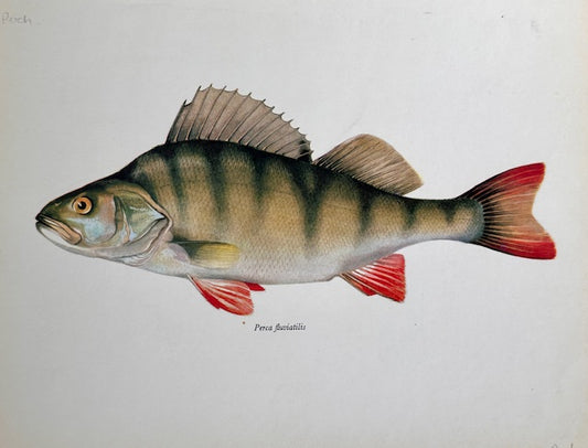 Vintage Fish Print, ROCH, Original Colour 1960s Lithograph, Nature Print, Hanging, Sustainable, Gallery Art, Unframed Wall Art Print, Nature Inspired Gift, Home Decor