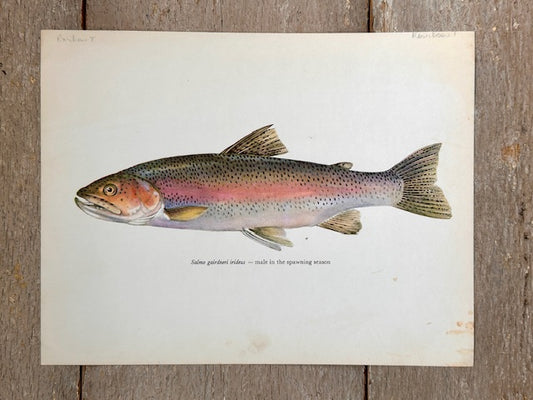 Vintage Fish Print, RAINBOW TROUT, Original Colour 1960s Lithograph, Nature Print, Hanging, Sustainable, Gallery Art, Unframed Wall Art Print, Nature Inspired Gift, Home Decor