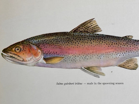 Vintage Fish Print, RAINBOW TROUT, Original Colour 1960s Lithograph, Nature Print, Hanging, Sustainable, Gallery Art, Unframed Wall Art Print, Nature Inspired Gift, Home Decor