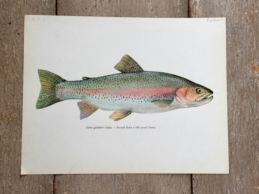 Vintage Fish Print, SALMON, Original Colour 1960s Lithograph, Nature Print, Hanging, Sustainable, Gallery Art, Unframed Wall Art Print, Nature Inspired Gift, Home Decor