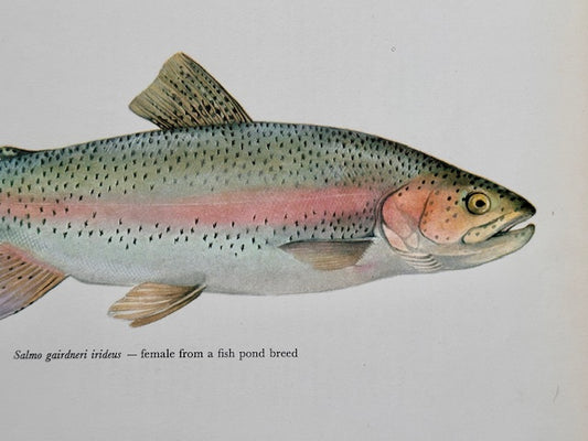 Vintage Fish Print, SALMON, Original Colour 1960s Lithograph, Nature Print, Hanging, Sustainable, Gallery Art, Unframed Wall Art Print, Nature Inspired Gift, Home Decor
