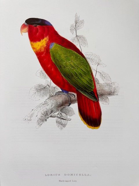 Vintage Colourful Parrot Print, Tropical Birds, Parrot, Art Jungle Prints, Bird Illustrations, Vintage Wall Art, Prints, Hanging Wall Art