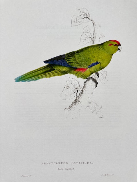 Vintage Colourful Parrot Print, Tropical Birds, Parrot, Art Jungle Prints, Bird Illustrations, Vintage Wall Art, Prints, Hanging Wall Art