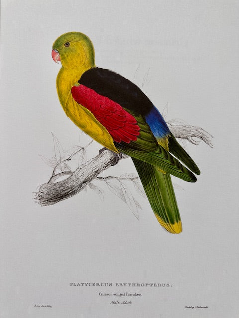 Vintage Colourful Parrot Print, Tropical Birds, Parrot, Art Jungle Prints, Bird Illustrations, Vintage Wall Art, Prints, Hanging Wall Art