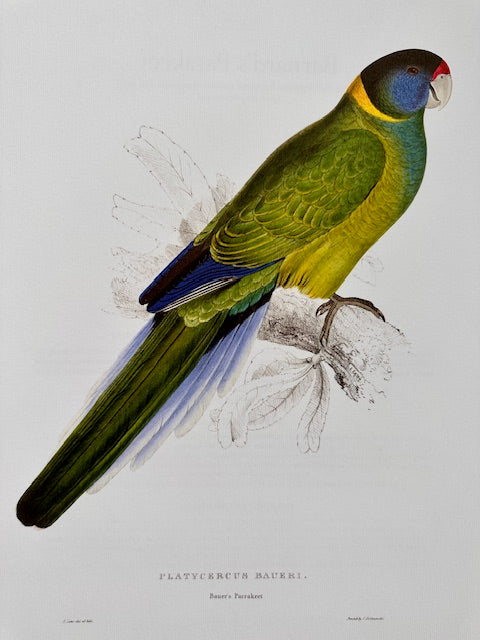 Vintage Colourful Parrot Print, Tropical Birds, Parrot, Art Jungle Prints, Bird Illustrations, Vintage Wall Art, Prints, Hanging Wall Art