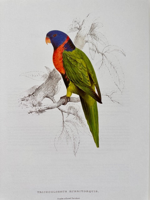 Vintage Colourful Parrot Print, Tropical Birds, Parrot, Art Jungle Prints, Bird Illustrations, Vintage Wall Art, Prints, Hanging Wall Art