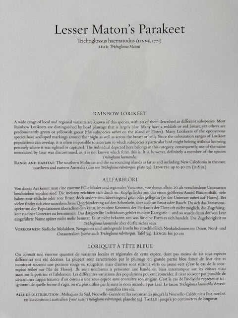 Vintage Colourful Parrot Print, Tropical Birds, Parrot, Art Jungle Prints, Bird Illustrations, Vintage Wall Art, Prints, Hanging Wall Art