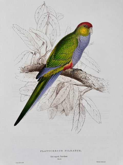 Vintage Colourful Parrot Print, Tropical Birds, Parrot, Art Jungle Prints, Bird Illustrations, Vintage Wall Art, Prints, Hanging Wall Art