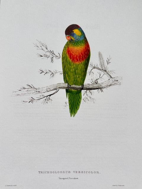 Vintage Parrot Print, Tropical Bird, Green Parrot, NOT a Digital Reprint, Jungle Print, Bird Illustration, Bright Wall Art, Hanging Wall Art