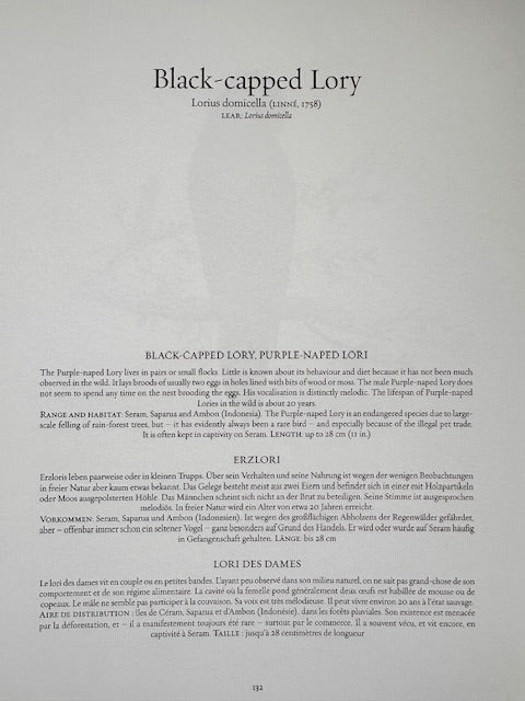 Vintage Parrot Print, Tropical Bird, Green Parrot, NOT a Digital Reprint, Jungle Print, Bird Illustration, Bright Wall Art, Hanging Wall Art