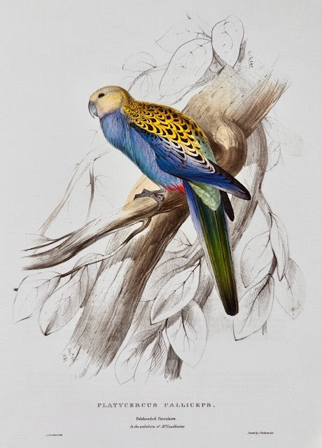 Vintage Colourful Parrot Print, Tropical Birds, Parrot, Art Jungle Prints, Bird Illustrations, Vintage Wall Art, Prints, Hanging Wall Art