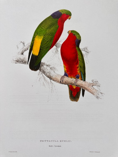 Vintage Colourful Parrot Print, Tropical Birds, Parrot, Art Jungle Prints, Bird Illustrations, Vintage Wall Art, Prints, Hanging Wall Art