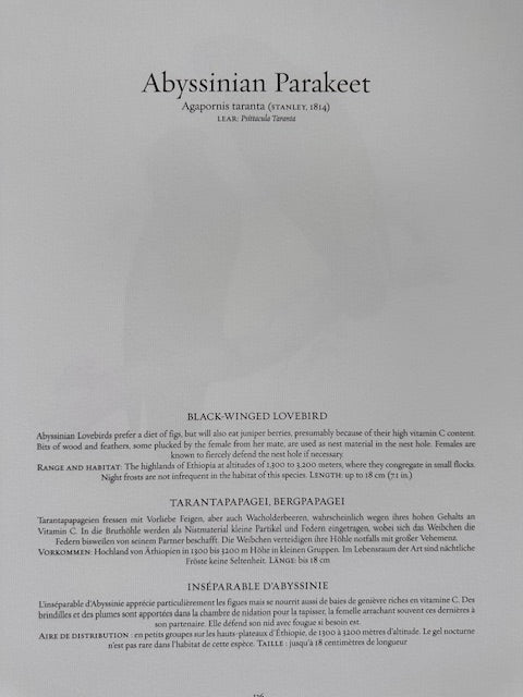 Vintage Colourful Parrot Print, Tropical Birds, Parrot, Art Jungle Prints, Bird Illustrations, Vintage Wall Art, Prints, Hanging Wall Art