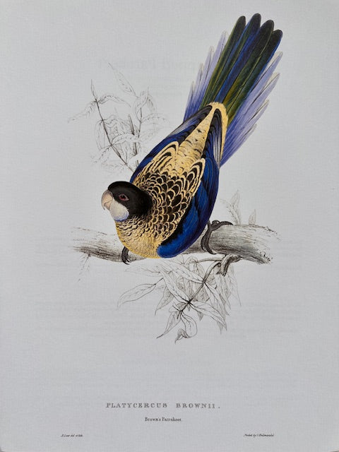 Vintage Colourful Parrot Print, Tropical Birds, Parrot, Art Jungle Prints, Bird Illustrations, Vintage Wall Art, Prints, Hanging Wall Art