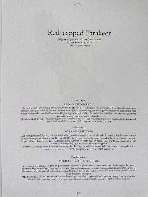 Vintage Colourful Parrot Print, Tropical Birds, Parrot, Art Jungle Prints, Bird Illustrations, Vintage Wall Art, Prints, Hanging Wall Art