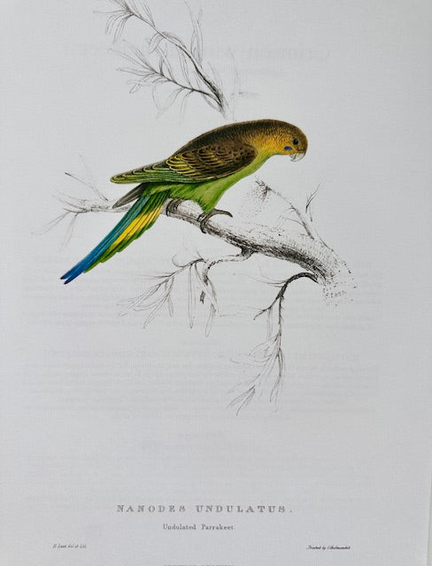 Vintage Colourful Parrot Print, Tropical Birds, Parrot, Art Jungle Prints, Bird Illustrations, Vintage Wall Art, Prints, Hanging Wall Art