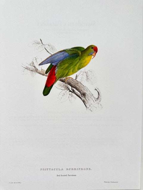 Vintage Parrot Print, Tropical Bird, Green Parrot, NOT a Digital Reprint, Jungle Print, Bird Illustration, Bright Wall Art, Hanging Wall Art