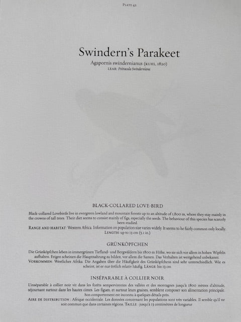 Vintage Parrot Print, Tropical Bird, Green Parrot, NOT a Digital Reprint, Jungle Print, Bird Illustration, Bright Wall Art, Hanging Wall Art