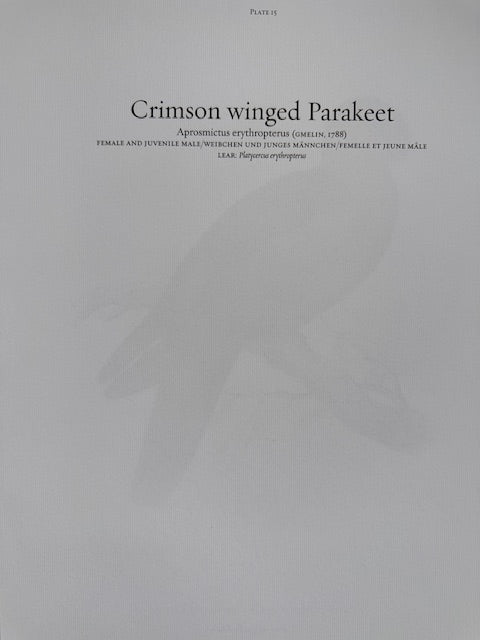 Vintage Colourful Parrot Print, Tropical Birds, Parrot, Art Jungle Prints, Bird Illustrations, Vintage Wall Art, Prints, Hanging Wall Art