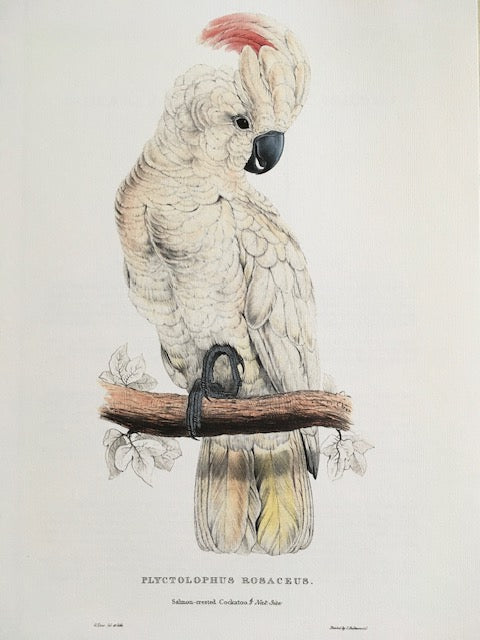 Vintage ONE Parrot Print,Tropical Birds, Cockatoo, Parakeet, Jungle Prints, Bird Illustrations, Vintage Wall Art, Hanging Wall Art