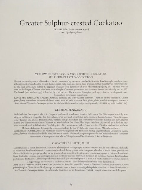 Vintage ONE Parrot Print,Tropical Birds, Cockatoo, Parakeet, Jungle Prints, Bird Illustrations, Vintage Wall Art, Hanging Wall Art