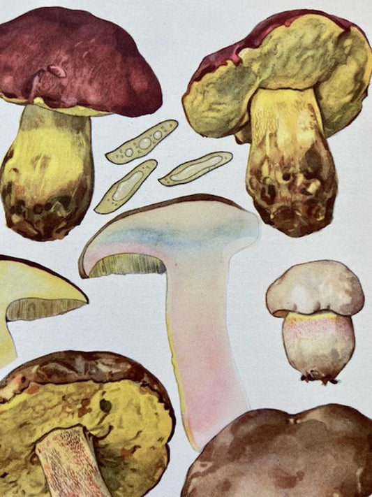 Vintage Fungi Book Plate, Mushroom Print, Fungi Illustrations, Purple Toadstool, Hanging Wall Art, Colourful Mushroom Art