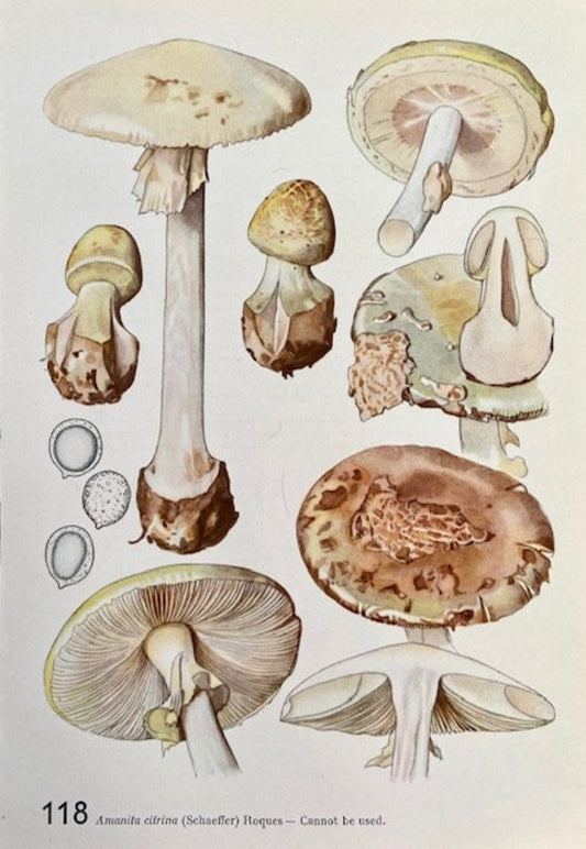 Vintage Mushroom, Original Art, Fungi Book Plate, Woodland Prints, Autumnal Print, Fungi Art, Wall Art, Sustainable Art, Nature Prints (C))