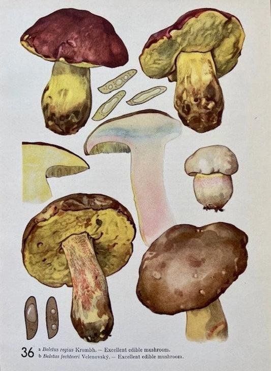 Vintage Fungi Book Plate, Mushroom Print, Fungi Illustrations, Purple Toadstool, Hanging Wall Art, Colourful Mushroom Art