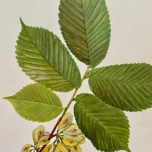 Vintage Forest Tree Print, Botanical Art, Green Nature Leafy Art, Original, Foliage Print, Nature Gift, Modern Framed Wall Art, Gallery