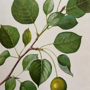 Vintage Woodland Forest Print, Nature Inspired Book Plate, Green Foliage Art, Hanging Gallery Wall Art, Modern Framed, Rustic Home Decor