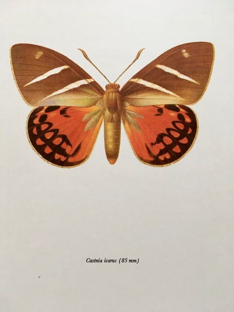 Vintage Orange Butterfly Art, Print, Book Plate, Framed, Insect Art, Nature Inspired Gift, Hanging Wall Art, Bright Wall Art, Decor, Gallery