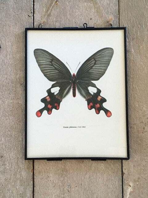 Vintage Pink Butterfly Print, Original NOT A Digital Reprint, Book Plate, Framed, Hanging Wall Art, Pretty Insect, Sustainable Wall Art