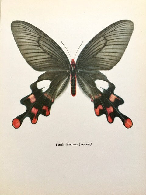 Vintage Pink Butterfly Print, Original NOT A Digital Reprint, Book Plate, Framed, Hanging Wall Art, Pretty Insect, Sustainable Wall Art