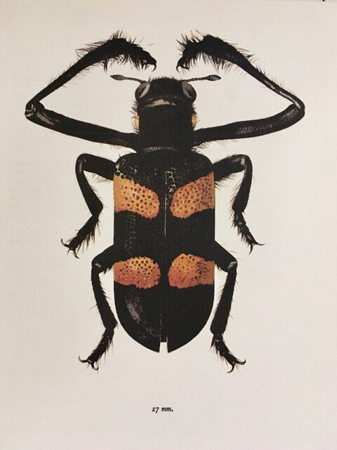 Vintage Bug Art, Nature Print, Black Bug, Hairy, Beetle Print, Bug, Insect Art, Hanging, Sustainable, Framed Wall Art, Nature Inspired Gift