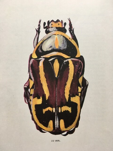 Sustainable Art, Bug Prints, Book Plate, Red Beetle Illustration, Framed Art, Hanging Wall Art, Insect Art, Sustainable Art, Vintage Gifts