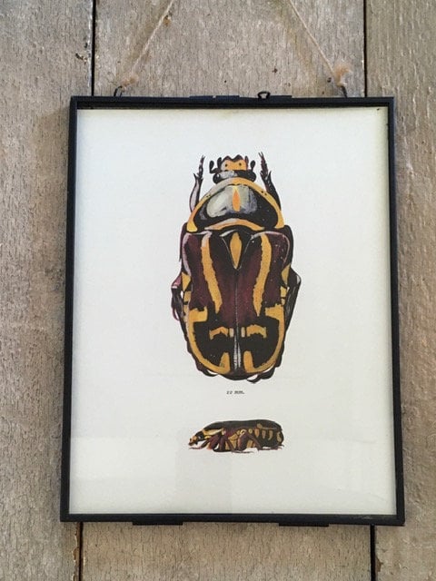 Sustainable Art, Bug Prints, Book Plate, Red Beetle Illustration, Framed Art, Hanging Wall Art, Insect Art, Sustainable Art, Vintage Gifts
