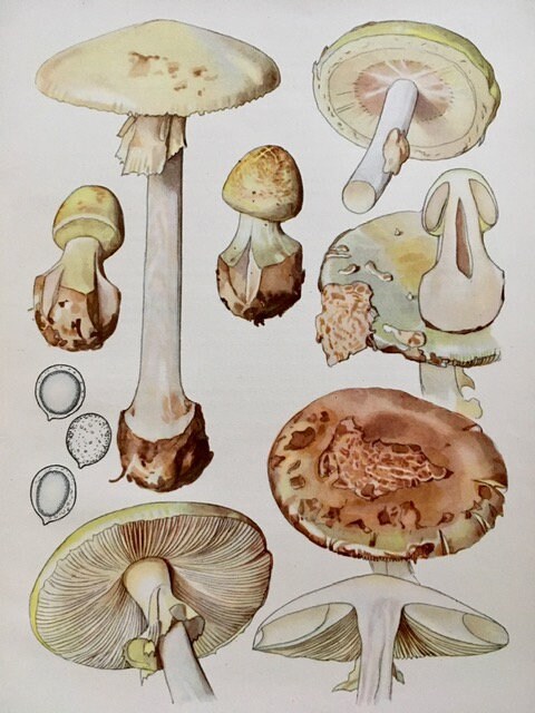 Vintage Mushroom Wall Art Print, Original Illustration, Autumnal Print, Fungi, Framed Vintage Nature Art, Gallery Wall Art, Nature Gifts