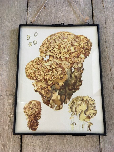 Vintage Coral Book Print, Mushroom, Fungi Art, Modern Framed, Illustrations, Old Book Prints, Hanging Wall Art, Toadstools Art, Lithograph