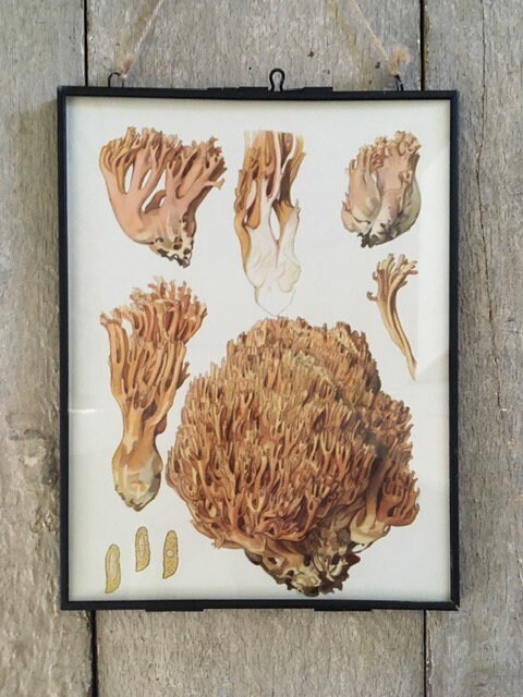 Vintage Nature Print, Mushroom, Fungi, Coral, Original Book Plate, Sea Theme, Botanical, Modern Framed Wall Art, Gallery, Ready To Hang