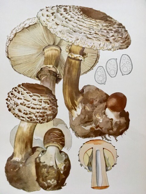 Vintage Mushroom Wall Art, Nature Print, Book Plate, Fungi Art, Mushroom Illustrations, Framed Hanging Gallery Wall Art, Cottagecore Decor