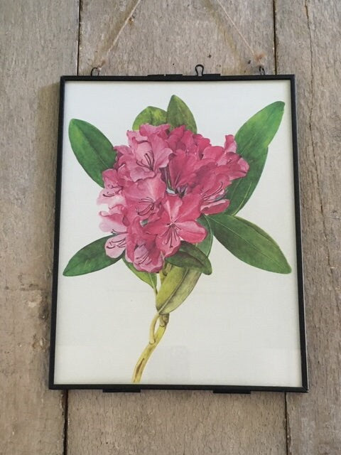 Vintage Pink Floral Print, Flower Print, Framed Art, Book Plate, Botanical Print, Lithograph, Hanging Wall Art, Nature Lover Gift